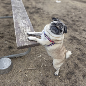 Pug Life