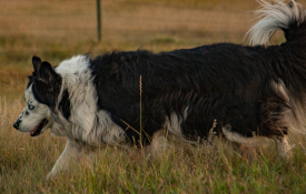 Running dog sunset